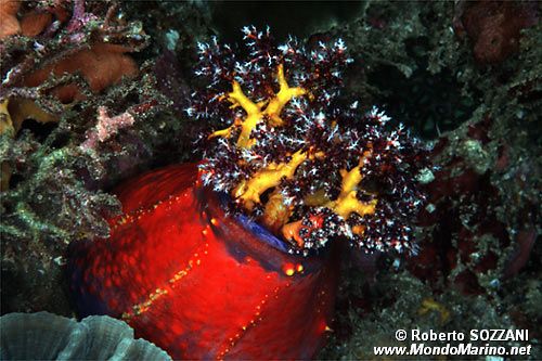 Oloturia mela di mare (Pseudocolochirus violaceus)