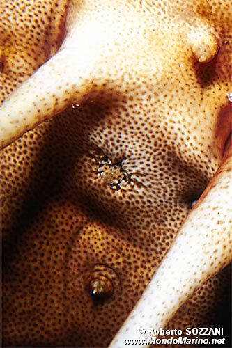 Oloturia ananas (Thelenota ananas)