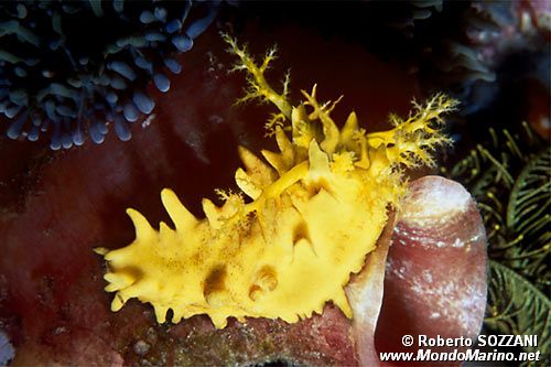 Oloturia (Colochirus robustus)