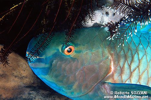 Pesce pappagallo (Scarus rubroviolaceus)