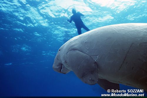 Dugongo (Dugong dugon)
