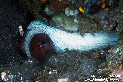 Polpo (Octopus cyanea)