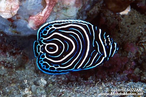 Pesce angelo imperatore (Pomacanthus imperator)