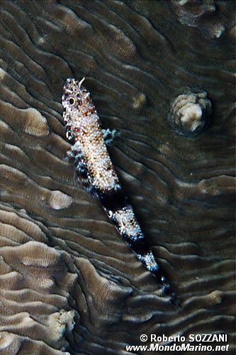 Pesce lucertola nebuloso (Saurida nebulosa)
