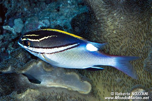 Nemipteride bilineato (Scolopsis bilineatus)