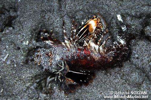 Scorfano diavolo (Inimicus didactylus)