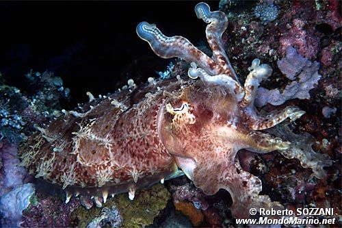 Seppia gigante del reef (Sepia latimanus)