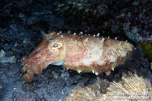 Seppia gigante del reef (Sepia latimanus)