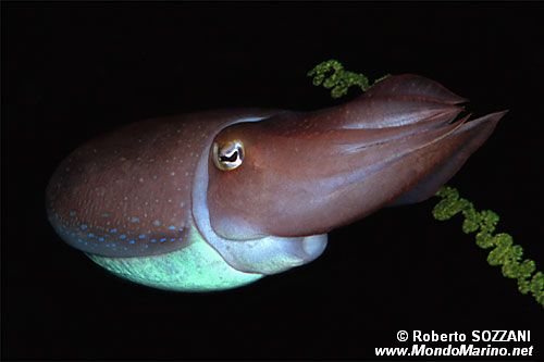 Seppia gigante del reef (Sepia latimanus)