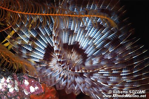Spirografo (Sabellastarte sp.)