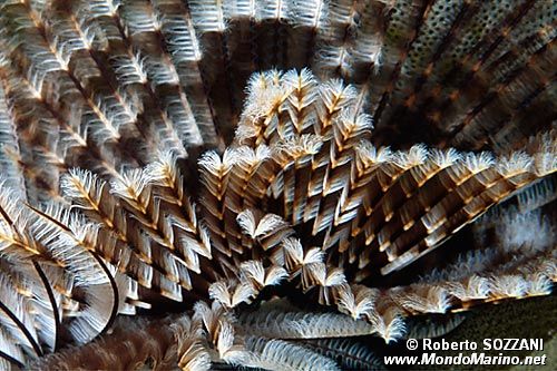 Spirografo (Sabellastarte sp.)