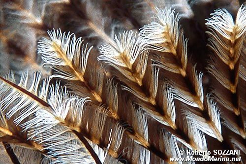 Spirografo (Sabellastarte sp.)