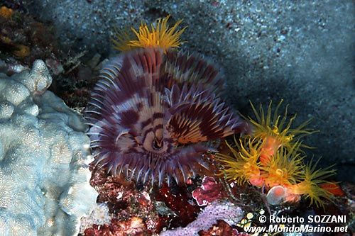 Spirografo (Sabellastarte indica)