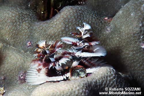 Anellide albero di natale (Spirobranchus giganteus)