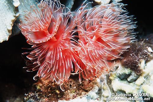 Spirografo (Protula magnifica)