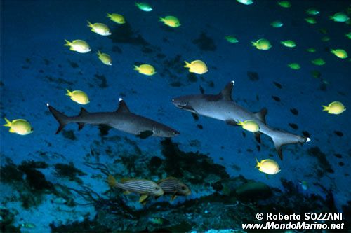 Squalo pinna bianca (Triaenodon obesus)