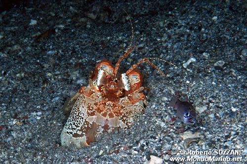 Squilla (Lysiosquillina sulcirostris)