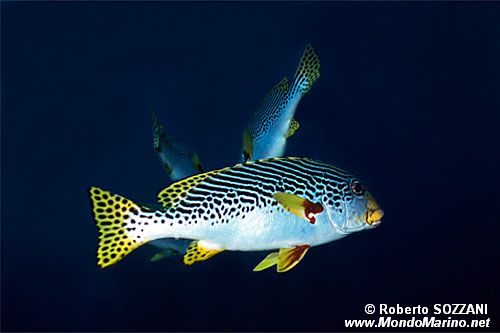 Gaterino lineato (Plectorhinchus lineatus)