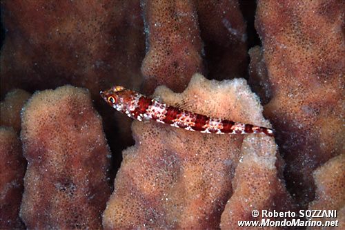 Pesce lucertola marmorizzato rosso (Synodus rubromarmoratus)