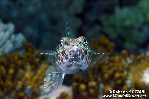 Pesce lucertola variegato (Synodus variegatus)