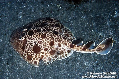 Torpedine (Narcine maculata)