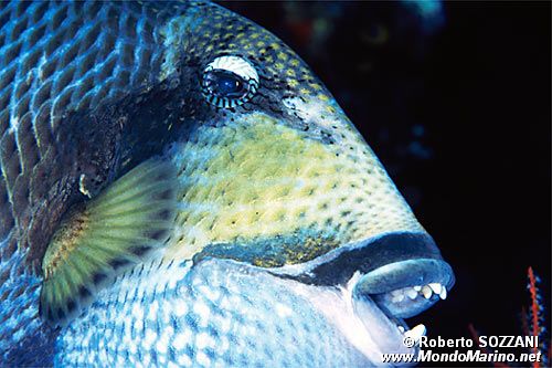 Pesce balestra (Balistoides viridescens)