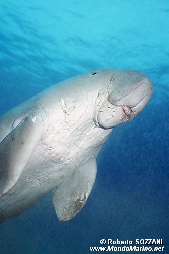 Dugongo (Dugong dugon)