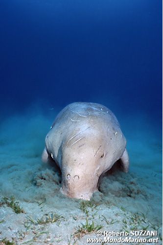 Dugongo (Dugong dugon)