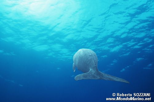 Dugongo (Dugong dugon)