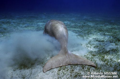 Dugongo (Dugong dugon)