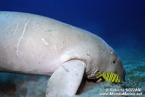 Dugongo (Dugong dugon)