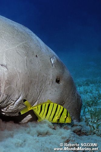 Carango giallo (Gnathanodon speciosus)