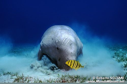 Dugongo (Dugong dugon)