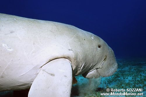 Dugongo (Dugong dugon)
