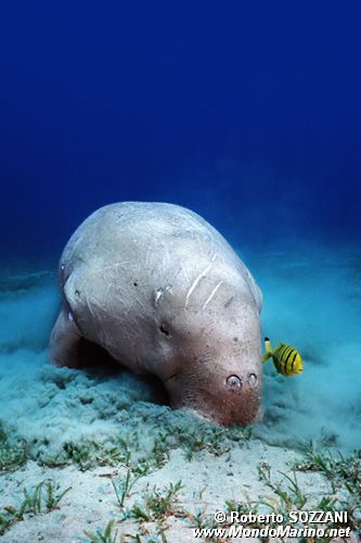 Dugongo (Dugong dugon)