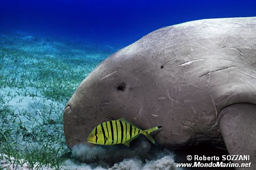 Dugongo (Dugong dugon)