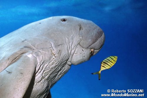 Dugongo (Dugong dugon)