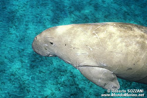 Dugongo (Dugong dugon)