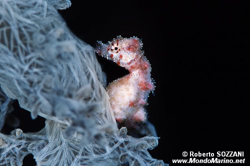 Cavalluccio pigmeo dei coralli molli (Hippocampus sp. 2)
