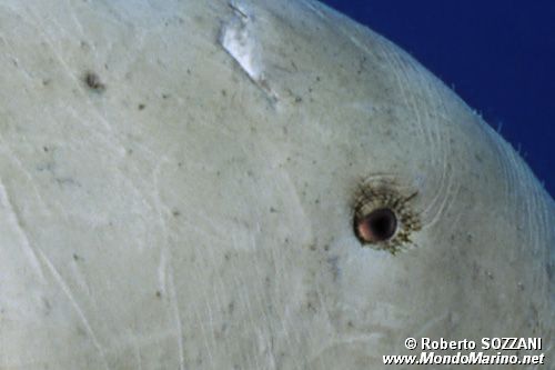 Dugongo (Dugong dugon)