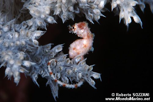 Cavalluccio pigmeo dei coralli molli (Hippocampus sp. 2)