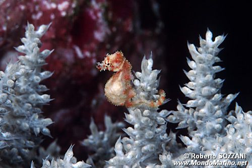 Cavalluccio pigmeo dei coralli molli (Hippocampus sp. 2)