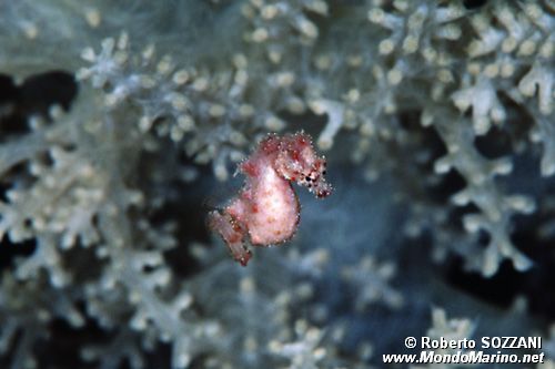 Cavalluccio pigmeo dei coralli molli (Hippocampus sp. 2)