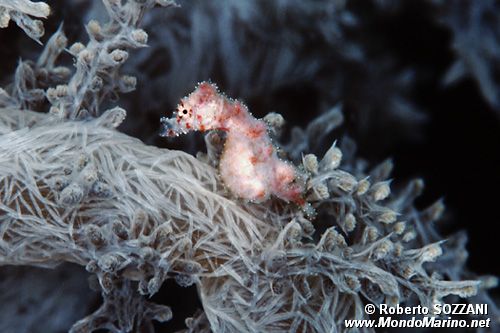 Cavalluccio pigmeo dei coralli molli (Hippocampus sp. 2)