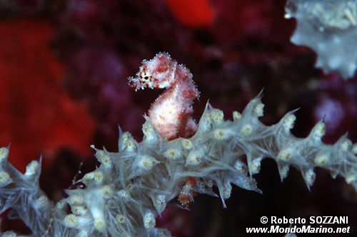 Cavalluccio pigmeo dei coralli molli (Hippocampus sp. 2)