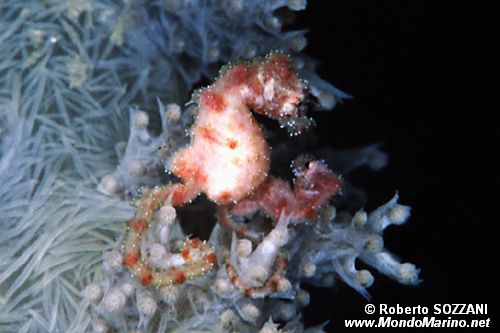 Cavalluccio pigmeo dei coralli molli (Hippocampus sp. 2)