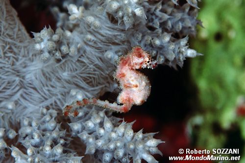 Cavalluccio pigmeo dei coralli molli (Hippocampus sp. 2)