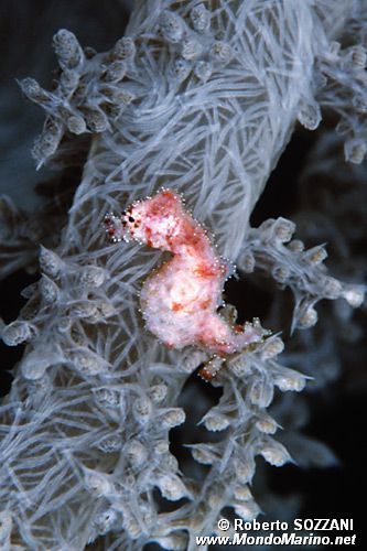 Cavalluccio pigmeo dei coralli molli (Hippocampus sp. 2)