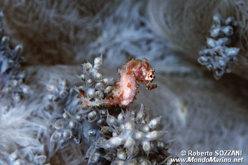 Cavalluccio pigmeo dei coralli molli (Hippocampus sp. 2)