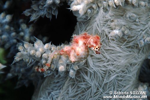 Cavalluccio pigmeo dei coralli molli (Hippocampus sp. 2)
